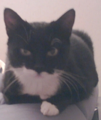 Smoes, onze poes